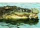 Angola - Attaques meurtrières de crocodiles