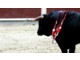 Tauromachie : les