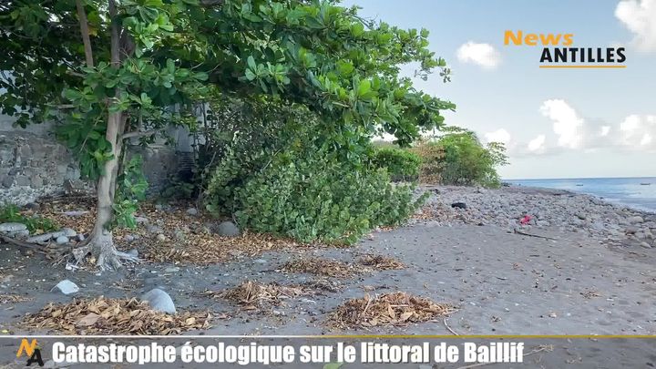 Catastrophe écologique sur le littoral de Baillif.
